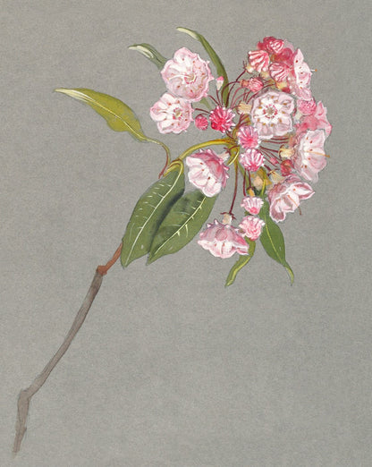 A Bough of Mountain Laurel by Samuel Colman